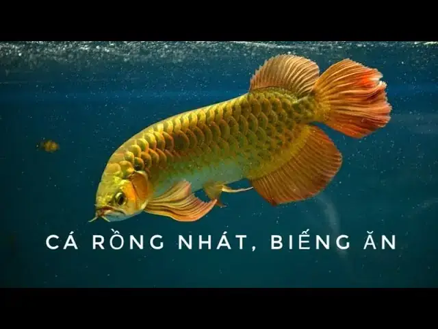 Cách Làm Cá Rồng Hết Nhát