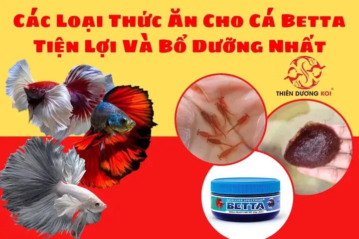 Cách Làm Thức Ăn Cho Cá Betta