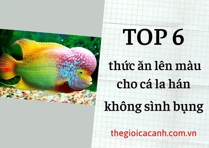 Cách Làm Thức Ăn Cho Cá La Hán Cách Làm Thức Ăn Cho Cá La Hán