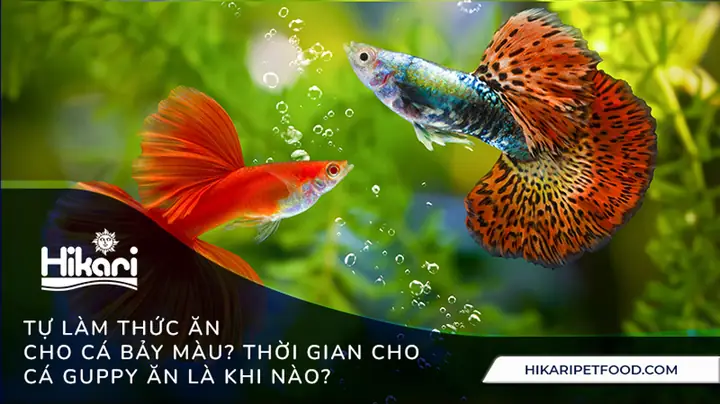 Cách Làm Thức Ăn Cho Cá Vàng Cách Làm Thức Ăn Cho Cá Vàng
