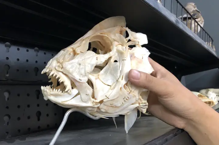 Cách Làm Tiêu Bản Cá