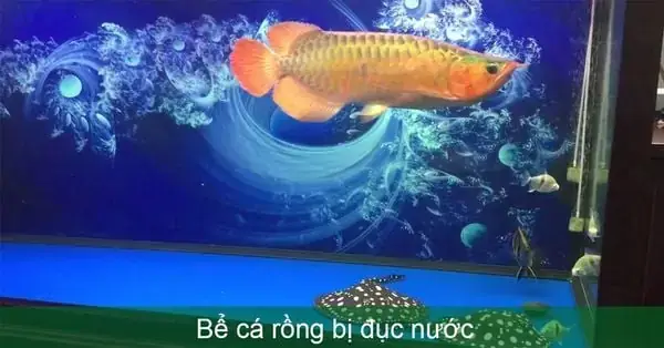 Cách Làm Trong Nước Hồ Cá Rồng Cách Làm Trong Nước Hồ Cá Rồng
