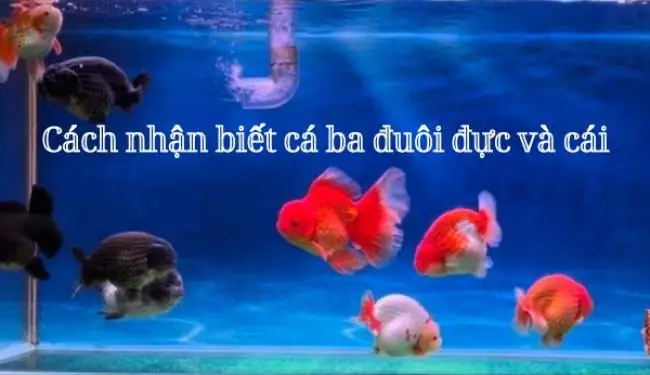 Cách Nhận Biết Cá 3 Đuôi Đực Và Cái