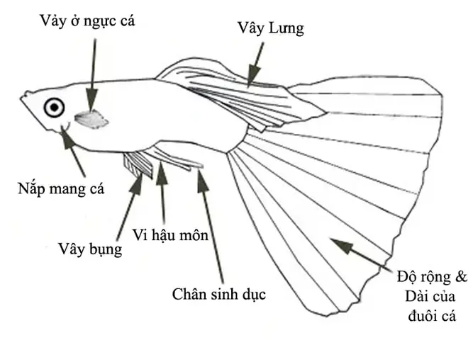 Cách Nhận Biết Cá 7 Màu Đực Và Cái