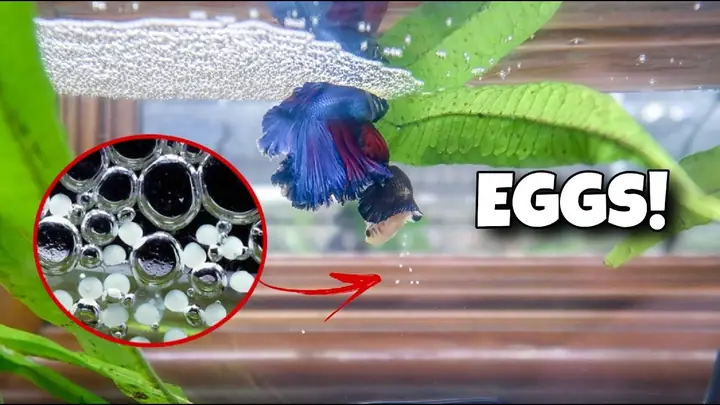 Cách Nhận Biết Cá Betta Đã Đẻ Cách Nhận Biết Cá Betta Đã Đẻ