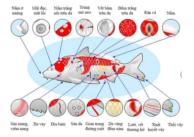 Cách Nhận Biết Cá Koi Bị Bệnh