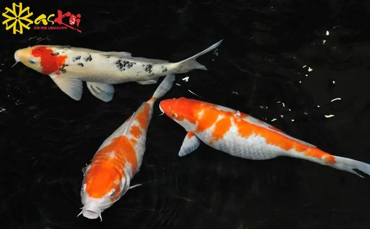 Cách Nhận Biết Cá Koi Sắp Đẻ