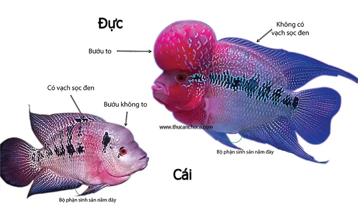 Cách Nhận Biết Cá La Hán Trống Mái Cách Nhận Biết Cá La Hán Trống Mái