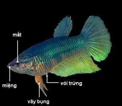 Cách Nhận Biết Cá Lia Thia Mái