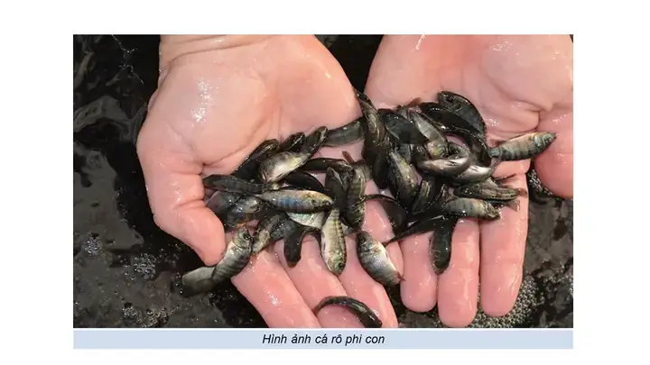 Cách Nhận Biết Cá Rô Phi Đơn Tính Cách Nhận Biết Cá Rô Phi Đơn Tính