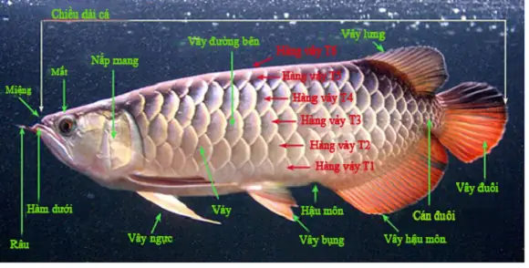 Cách Nhận Biết Cá Rồng Trống Mái