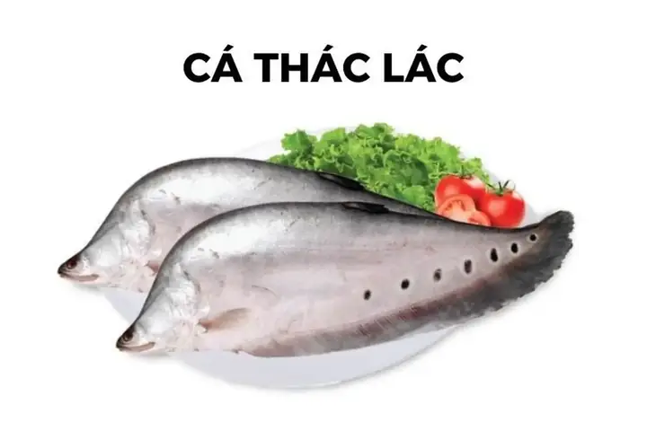 Cách Nhận Biết Cá Thác Lác Cách Nhận Biết Cá Thác Lác