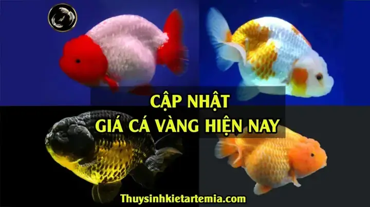 Cách Nuôi Cá 3 Đuôi Đầu Lân