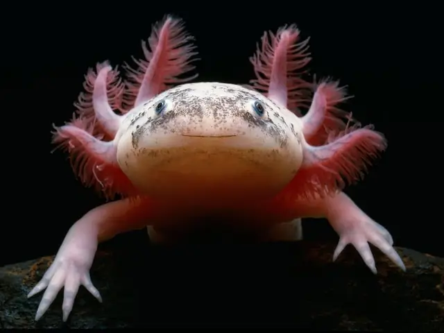 Cách Nuôi Cá Axolotl