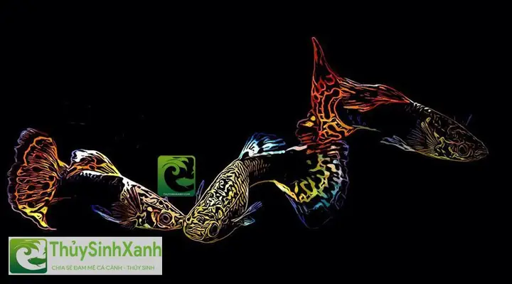 Cách Nuôi Cá Bảy Màu Mau Lớn