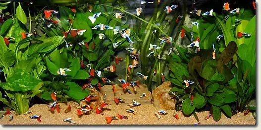 Cách Nuôi Cá Bảy Màu Trong Hồ Kính Cách Nuôi Cá Bảy Màu Trong Hồ Kính