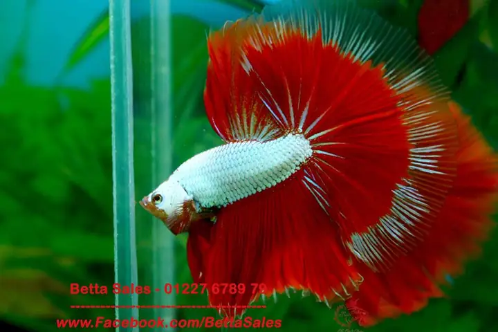 Cách Nuôi Cá Betta Halfmoon Cách Nuôi Cá Betta Halfmoon