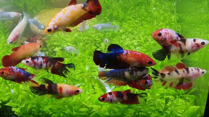 Cách Nuôi Cá Betta Theo Bầy