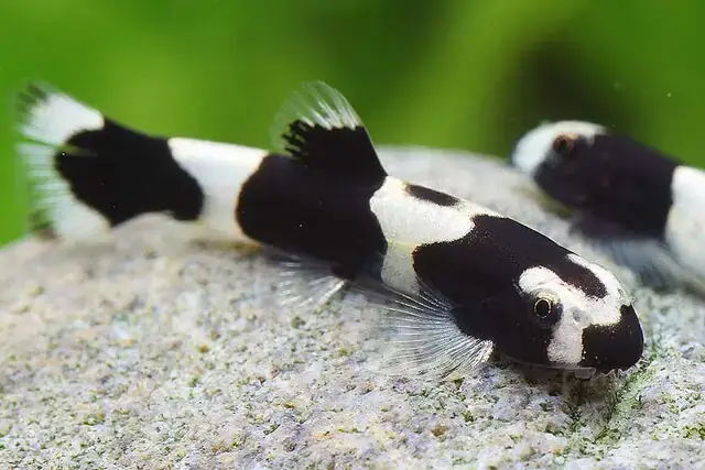 Cách Nuôi Cá Bống Panda