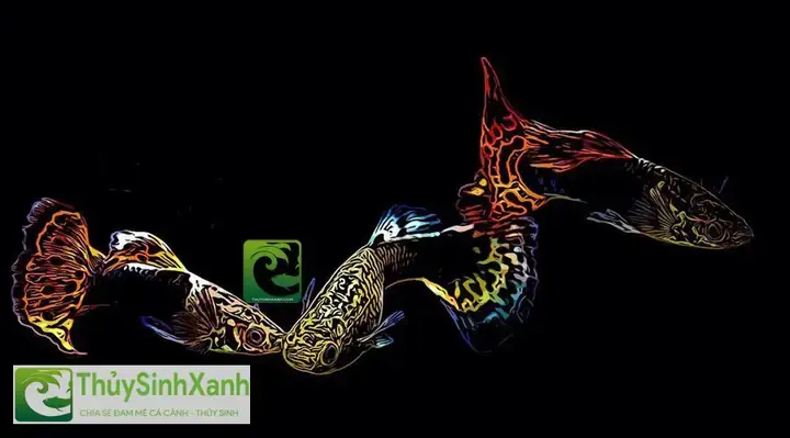 Cách Nuôi Cá Cảnh Mau Lớn