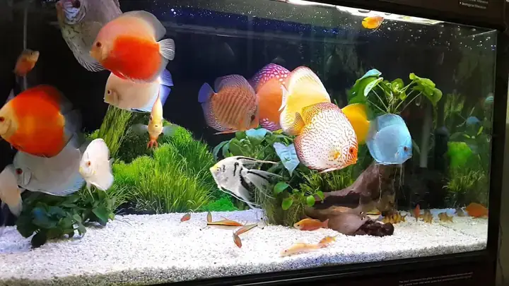 Cách Nuôi Cá Cảnh Nhanh Lớn