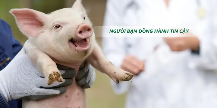Cách Nuôi Cá Chép Mau Lớn