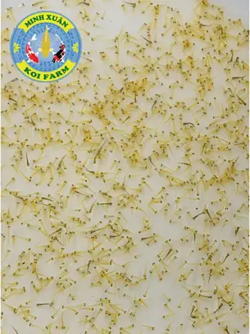 Cách Nuôi Cá Koi Bột