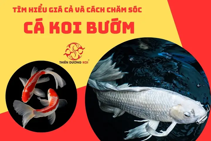 Cách Nuôi Cá Koi Bướm