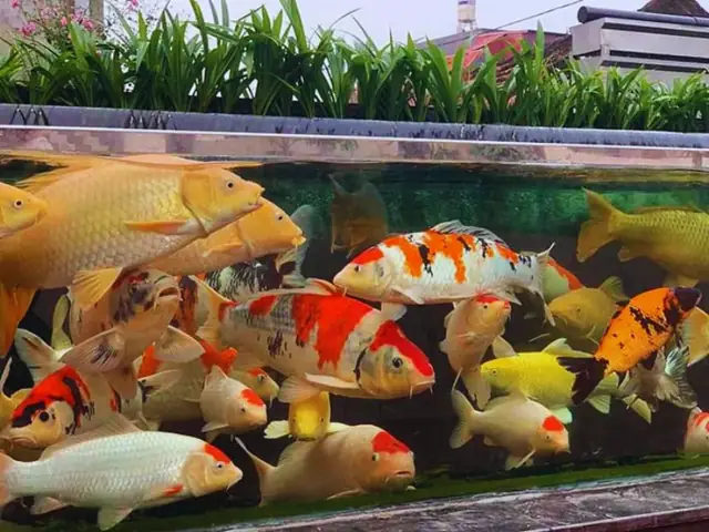 Cách Nuôi Cá Koi Bướm Trong Bể Kính