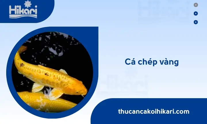 Cách Nuôi Cá Koi Lên Màu Đẹp