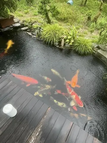 Cách Nuôi Cá Koi Ngoài Trời