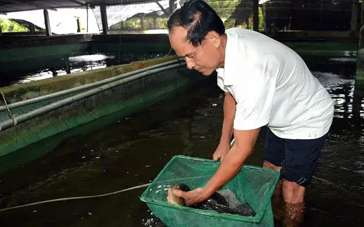 Cách Nuôi Cá Lăng Trong Bể Cách Nuôi Cá Lăng Trong Bể