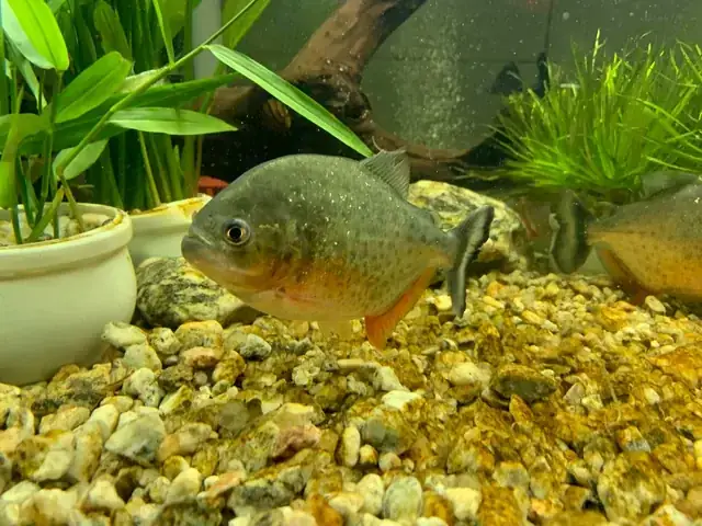Cách Nuôi Cá Pacu