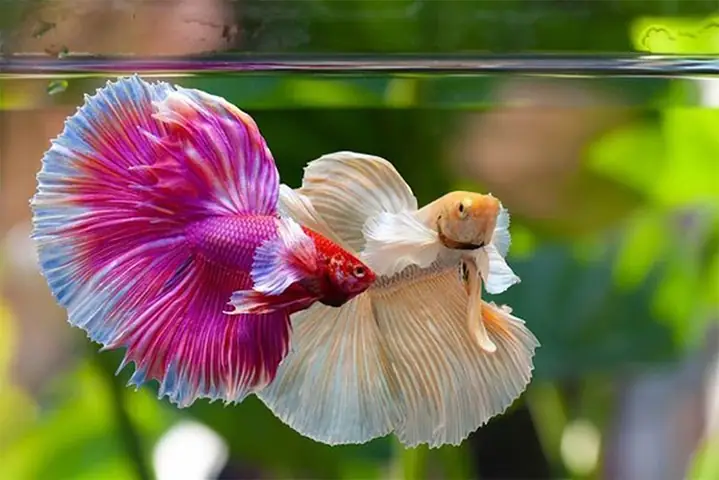 Cách Nuôi Cá Phướng