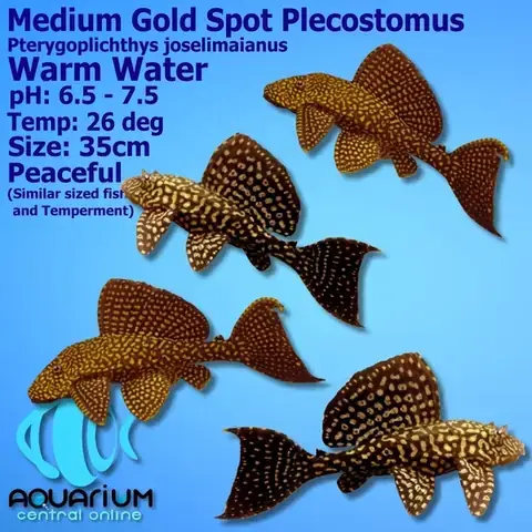 Cách Nuôi Cá Pleco