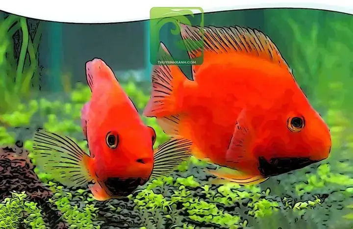 Cách Nuôi Cá Ranchu Mau Lớn