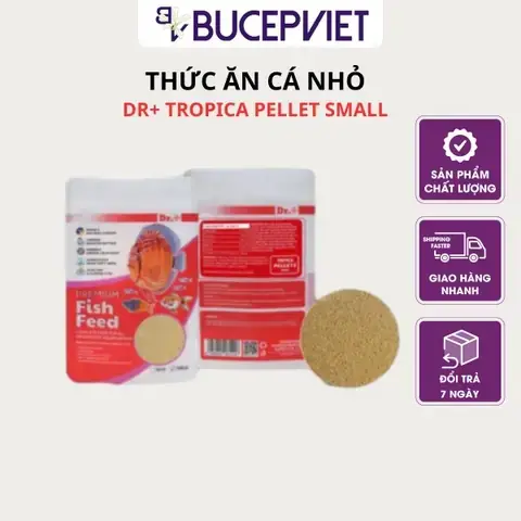 Cách Nuôi Cá Rồng Size Nhỏ