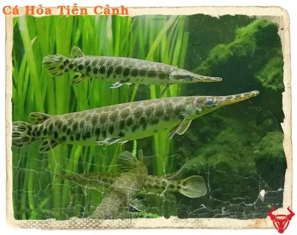 Cách Nuôi Cá Sấu Mỏ Vịt
