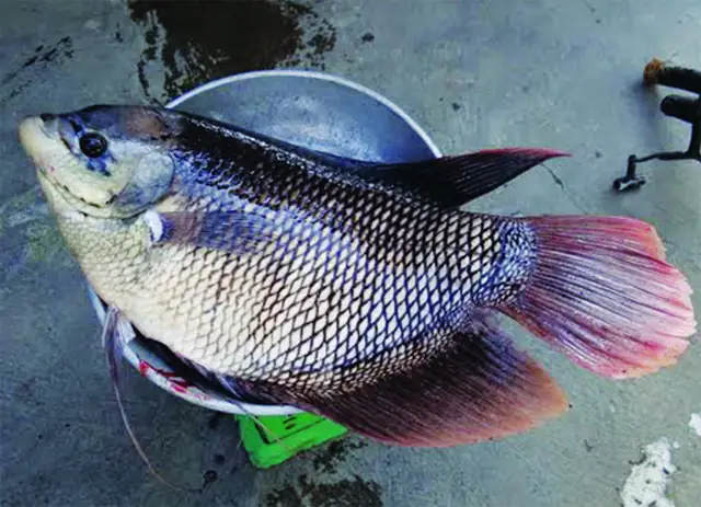 Cách Nuôi Cá Tai Tượng Con