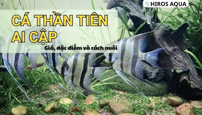 Cách Nuôi Cá Thần Tiên Ai Cập
