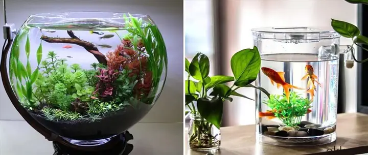 Cách Nuôi Cá Thủy Tinh