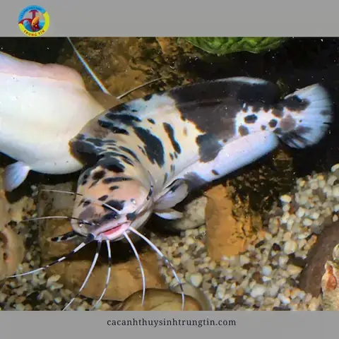Cách Nuôi Cá Trê Panda
