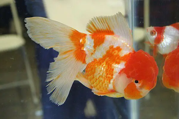 Cách Nuôi Cá Vàng Đầu Lân
