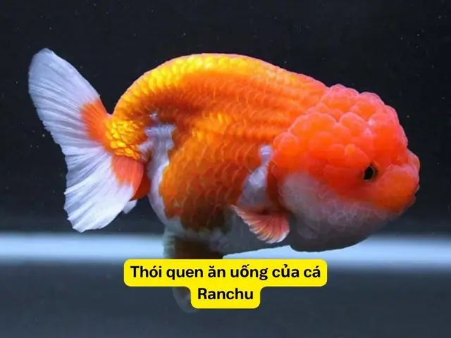 Cách Nuôi Cá Vàng Lên Đầu