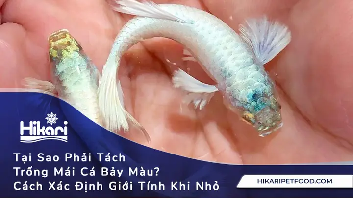 Cách Phân Biệt Cá Bảy Màu Trống Mái