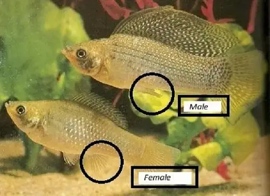 Cách Phân Biệt Cá Bình Tích Đực Và Cái