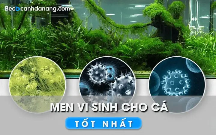 Cách Sử Dụng Vi Sinh Cho Hồ Cá Cách Sử Dụng Vi Sinh Cho Hồ Cá