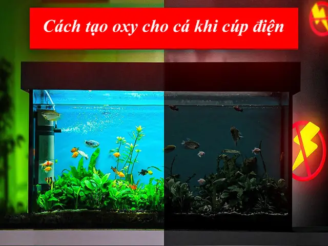 Cách Tạo Oxy Cho Cá Khi Cúp Điện