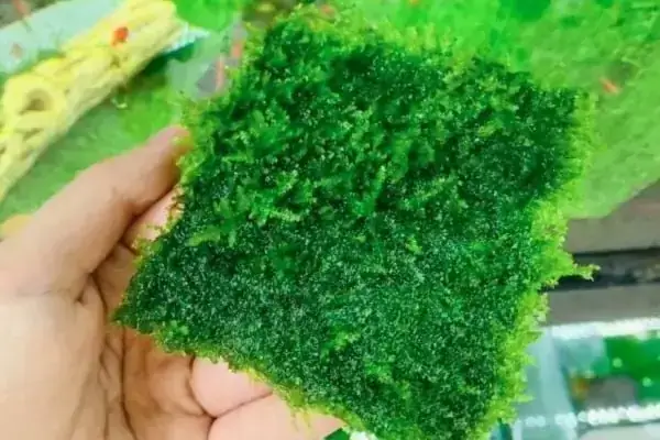 Cách Tạo Rong Rêu Cho Hồ Cá