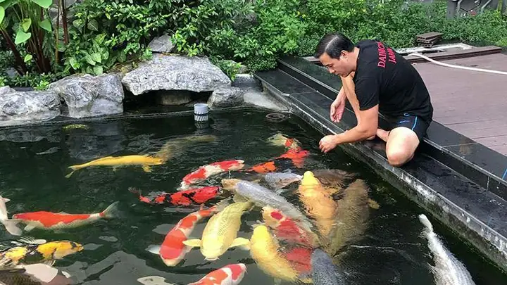 Cách Tạo Vi Sinh Cho Hồ Cá Koi